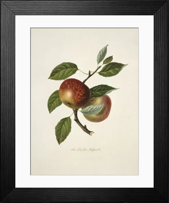 Framed Print : Malus domestica, apple (Scarlet Nonpareil Apple) Framed Print : Malus domestica, apple (Scarlet Nonpareil Apple)