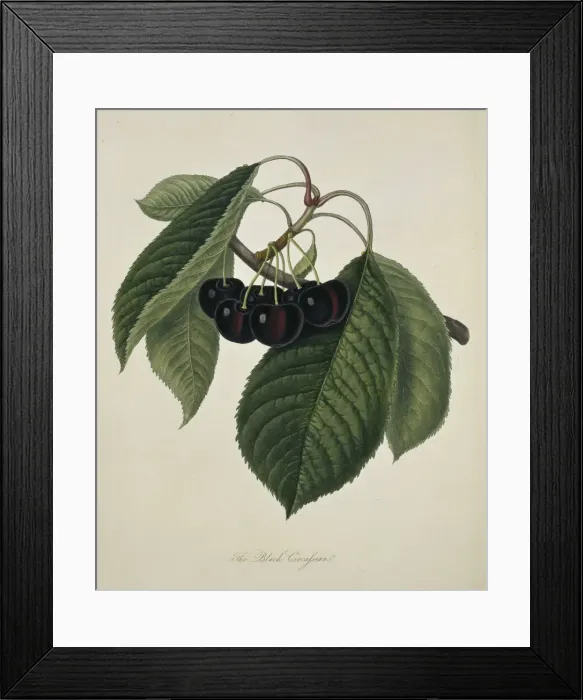Framed Print : Prunus sp. cherry (Black Circassian Cherry) Framed Print : Prunus sp. cherry (Black Circassian Cherry)