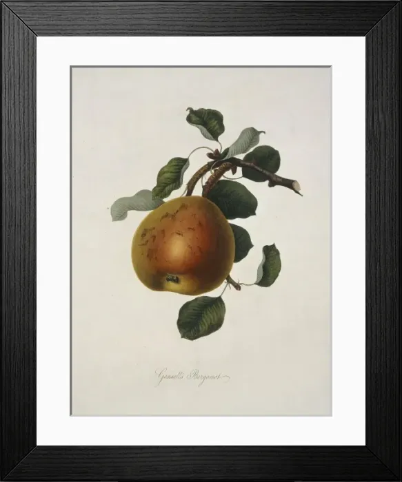Framed Print : Pyrus sp. pear (Gansels Bergamot Pear) Framed Print : Pyrus sp. pear (Gansels Bergamot Pear)