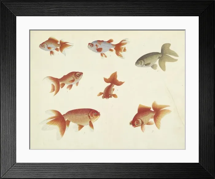 Framed Print : Carassius auratus (Linnaeus, 1758)