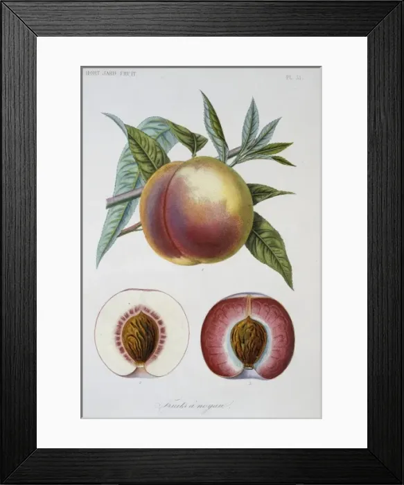 Framed Print : Prunus persica, nectarine Framed Print : Prunus persica, nectarine