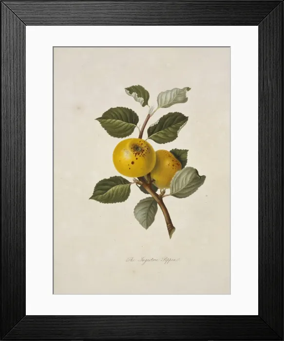 Framed Print : Yellow Ingestrie Pippin Apple Framed Print : Yellow Ingestrie Pippin Apple