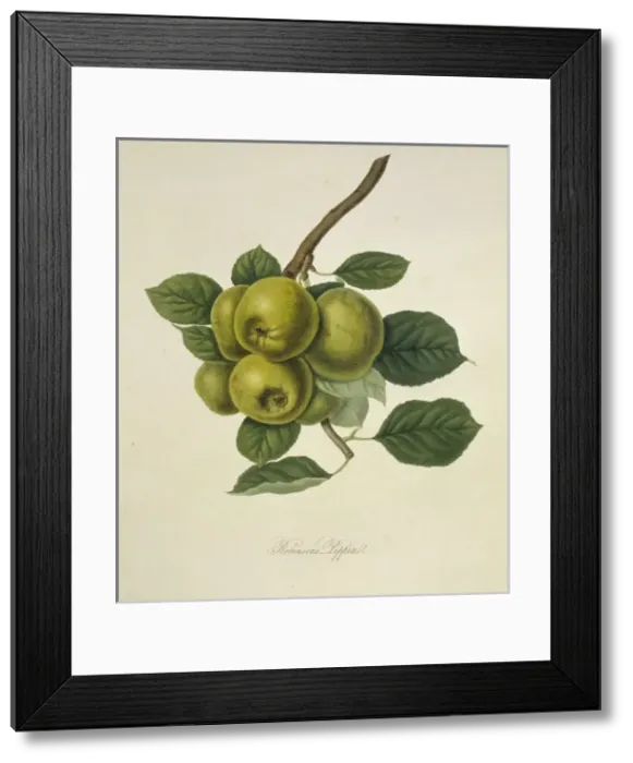 Framed Print : Robinsons Pippin Apple Framed Print : Robinsons Pippin Apple