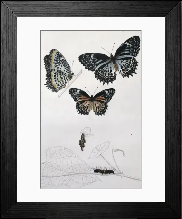 Framed Print : Cethosia mietneri, Tamil lace wing butterfly Framed Print : Cethosia mietneri, Tamil lace wing butterfly