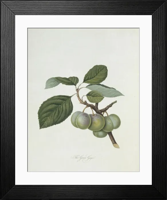 Framed Print : Prunus sp. plum (The Green Gage Plum) Framed Print : Prunus sp. plum (The Green Gage Plum)