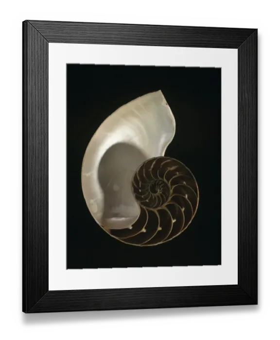 Framed Print : Nautilus pompilius, common nautilus Framed Print : Nautilus pompilius, common nautilus