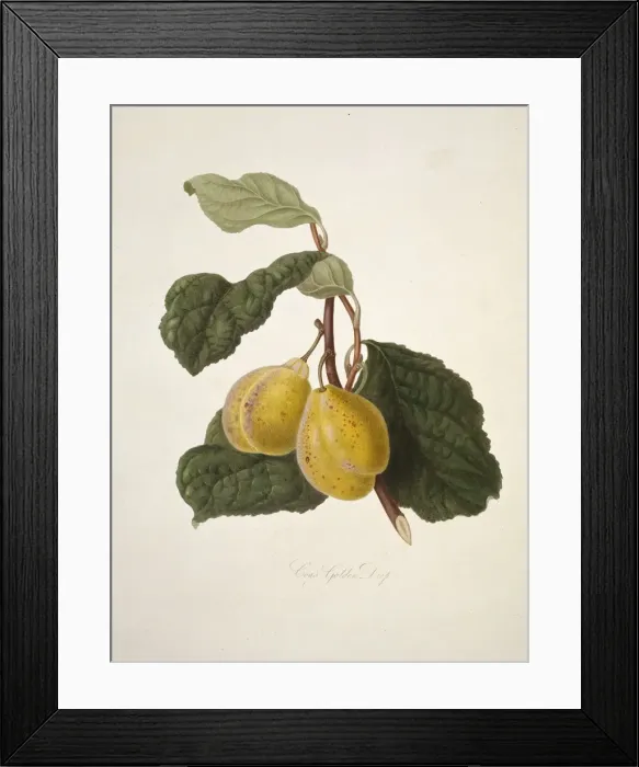 Framed Print : Prunus sp. plum (Coes Golden Drop Plum) Framed Print : Prunus sp. plum (Coes Golden Drop Plum)