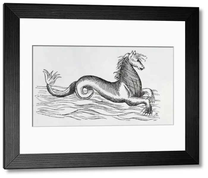 Framed Print : Sea-horse. Page 234 from Curious Creatures in Zoology, 1890 by John Ashton Framed Print : Sea-horse. Page 234 from Curious Creatures in Zoology, 1890 by John Ashton