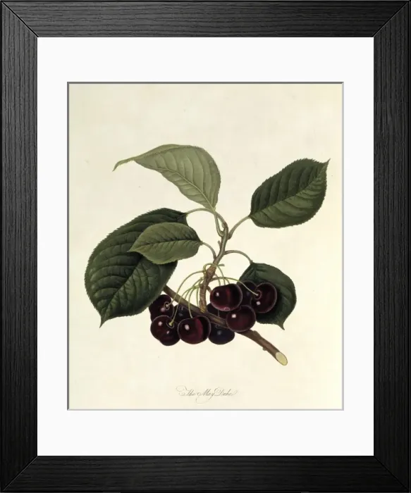 Framed Print : Prunus sp. cherry (The May Duke Cherry) Framed Print : Prunus sp. cherry (The May Duke Cherry)