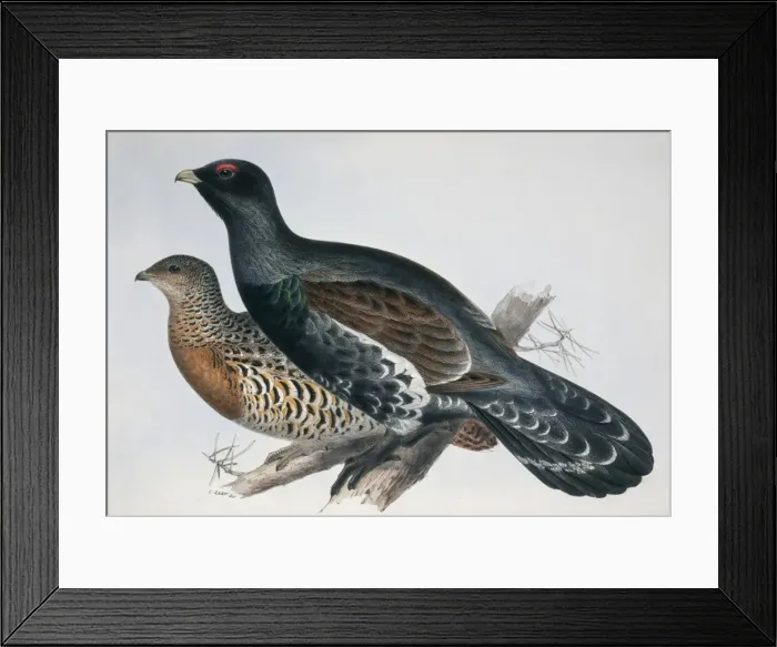 Framed Print : Tetrao urogallus, western capercaillie Framed Print : Tetrao urogallus, western capercaillie