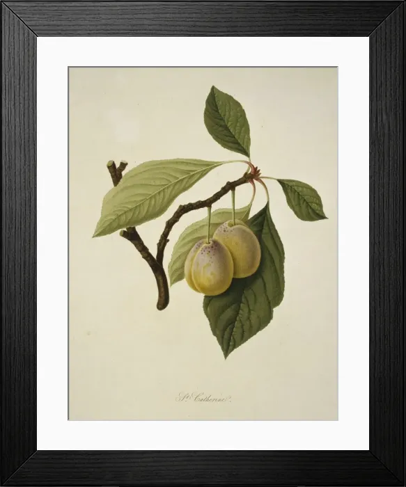 Framed Print : Prunus sp. plum (Catherine Plum) Framed Print : Prunus sp. plum (Catherine Plum)