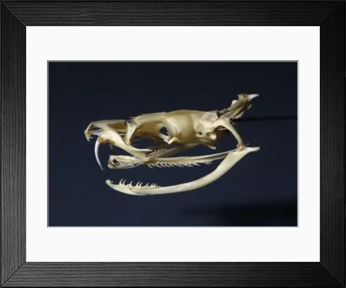Framed Print : Dendroaspis angusticeps, green mamba Framed Print : Dendroaspis angusticeps, green mamba