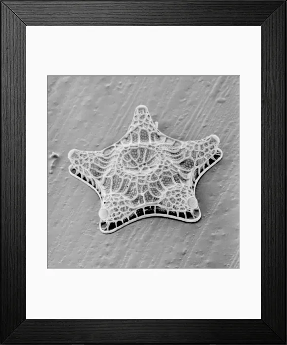 Framed Print : Amphitetras, diatom Framed Print : Amphitetras, diatom
