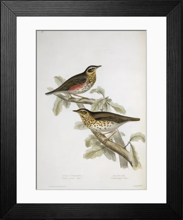 Framed Print : Turdus philomelos, song thrush, Turdus iliacus, redwing Framed Print : Turdus philomelos, song thrush, Turdus iliacus, redwing
