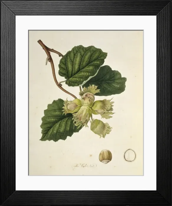 Framed Print : Corylus avellana, cob nut Framed Print : Corylus avellana, cob nut