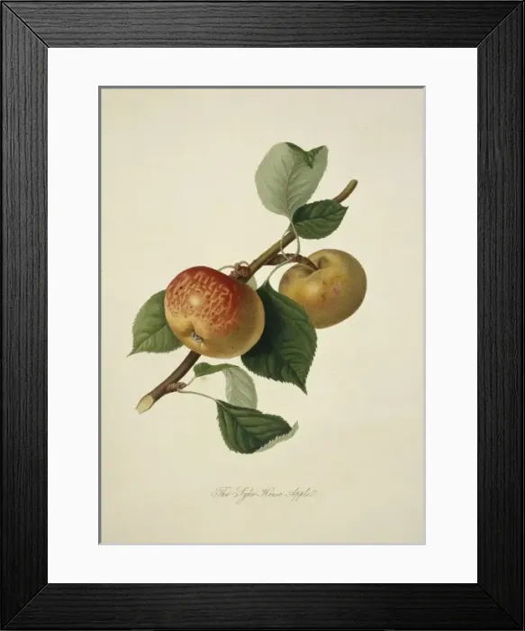 Framed Print : Pyrus sp. apple (Sykehouse Apple) Framed Print : Pyrus sp. apple (Sykehouse Apple)