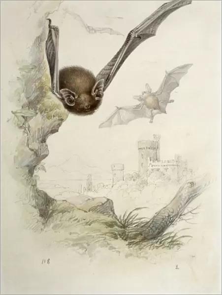 Pipistrellus pipistrellus, common pipistrelle