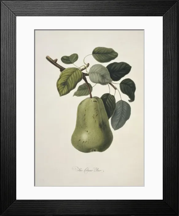 Framed Print : Pyrus sp. pear (Colmart Pear) Framed Print : Pyrus sp. pear (Colmart Pear)
