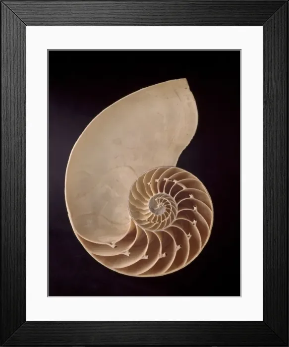 Framed Print : Nautilus pompilius, common nautilus Framed Print : Nautilus pompilius, common nautilus