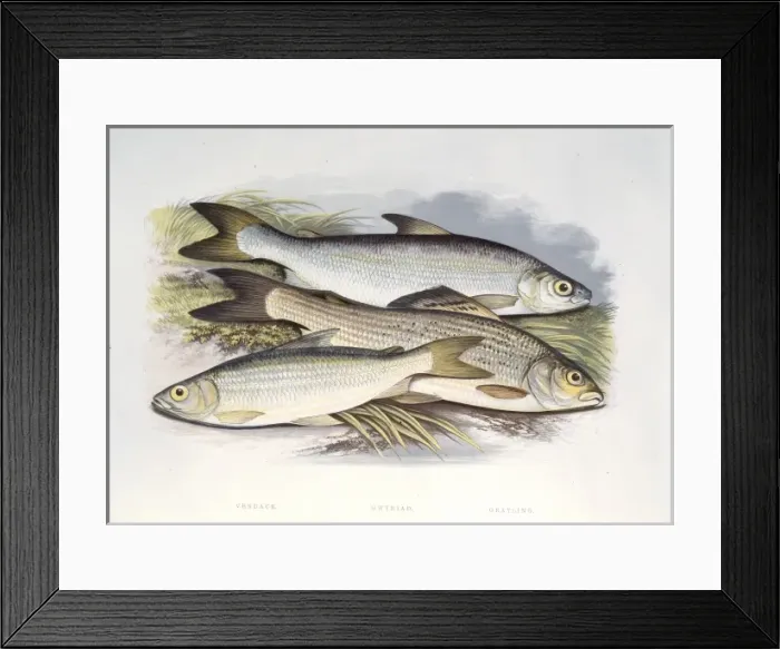 Framed Print : Coregonus vandesius, C. clupeoides, Thymallus vulgaris Framed Print : Coregonus vandesius, C. clupeoides, Thymallus vulgaris