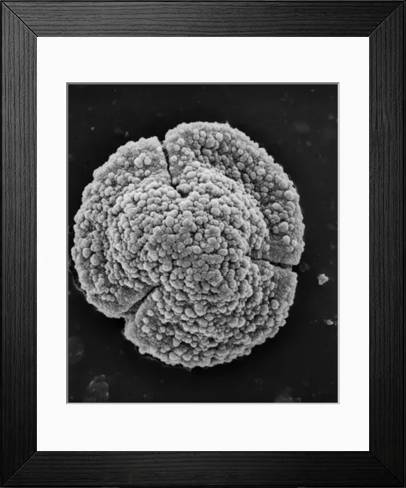 Framed Print : Quercus robur, English oak Framed Print : Quercus robur, English oak