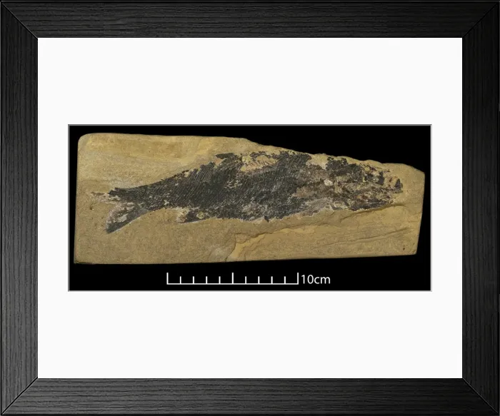Framed Print : Palaeoniscus freislebeni, fossil fish Framed Print : Palaeoniscus freislebeni, fossil fish