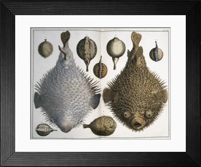 Framed Print : Sphoeroides sp. pufferfish Framed Print : Sphoeroides sp. pufferfish