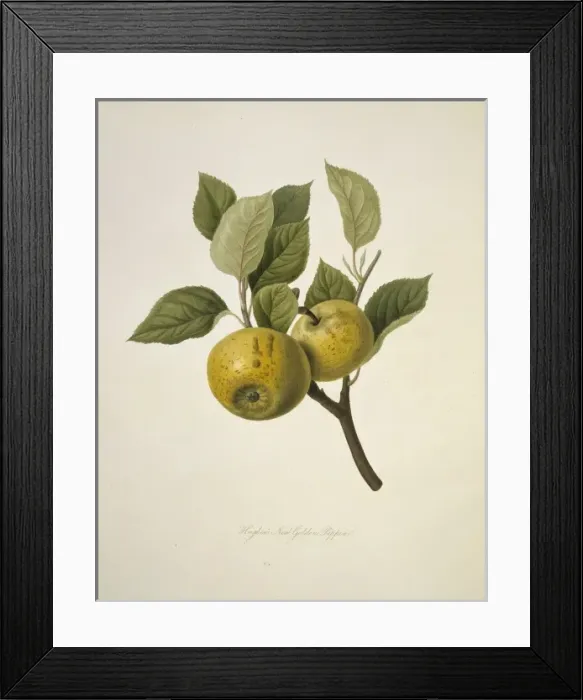 Framed Print : Malas sp. apple (Hughess New Golden Pippin Apple) Framed Print : Malas sp. apple (Hughess New Golden Pippin Apple)