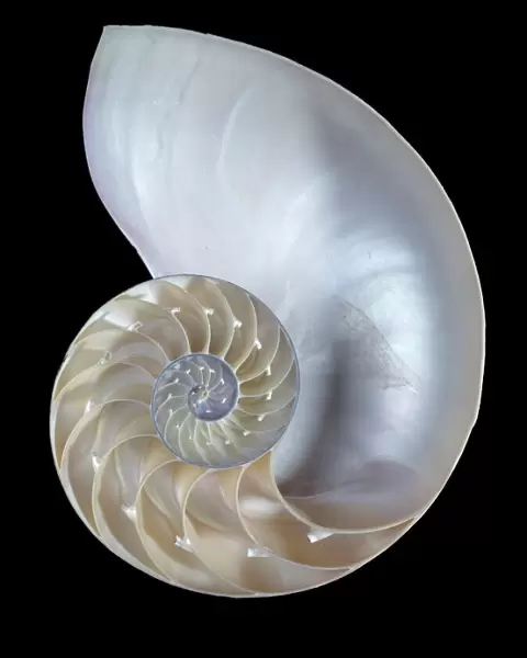 Nautilus pompilius, common nautilus