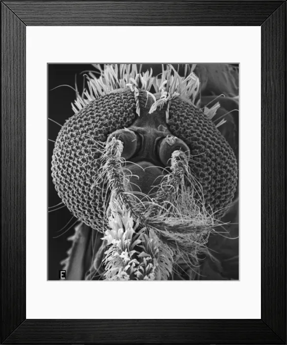 Framed Print : Anopheles gambiae, mosquito Framed Print : Anopheles gambiae, mosquito