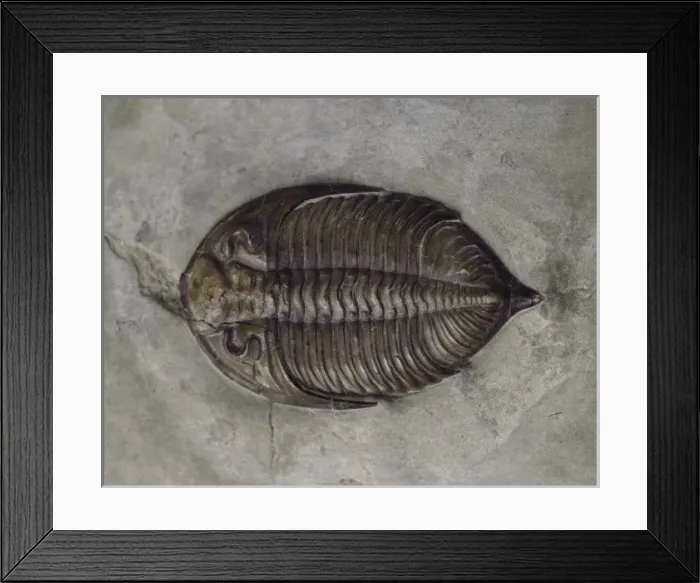 Framed Print : Dalmanites myops, trilobite Framed Print : Dalmanites myops, trilobite