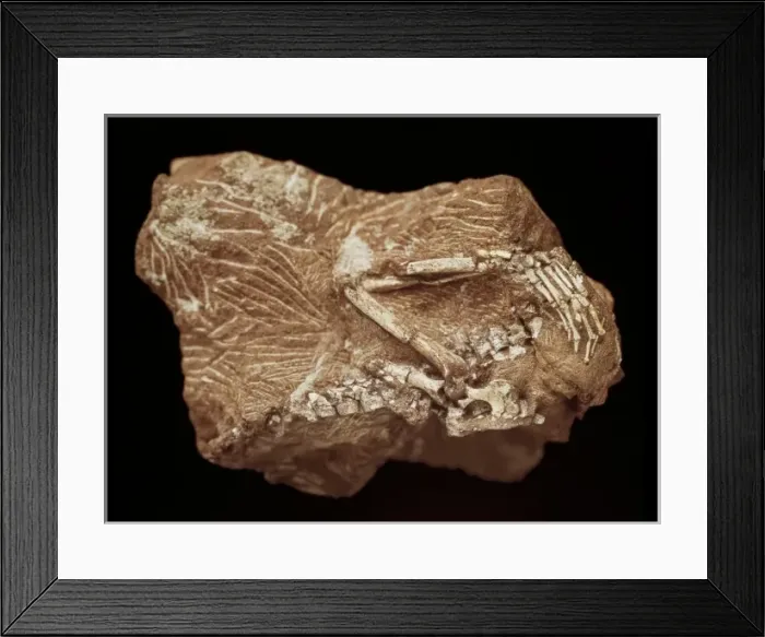 Framed Print : Megazostrodon Framed Print : Megazostrodon