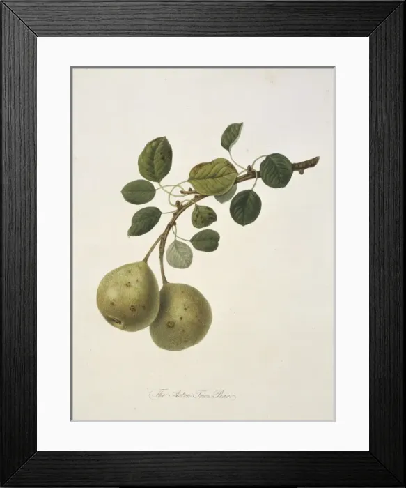 Framed Print : Pyrus sp. pear (Aston Town Pear) Framed Print : Pyrus sp. pear (Aston Town Pear)