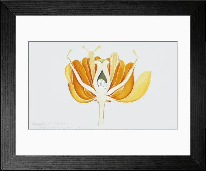 Framed Print : Berberis buxifolia, box-leaved barberry Framed Print : Berberis buxifolia, box-leaved barberry