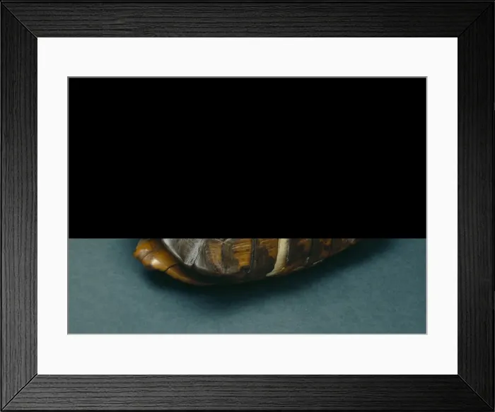 Framed Print : Testudo graeca, spur-thighed tortoise Framed Print : Testudo graeca, spur-thighed tortoise