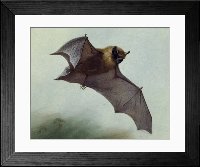 Framed Print : Pipistrellus pipistrellus, common pipistrelle Framed Print : Pipistrellus pipistrellus, common pipistrelle