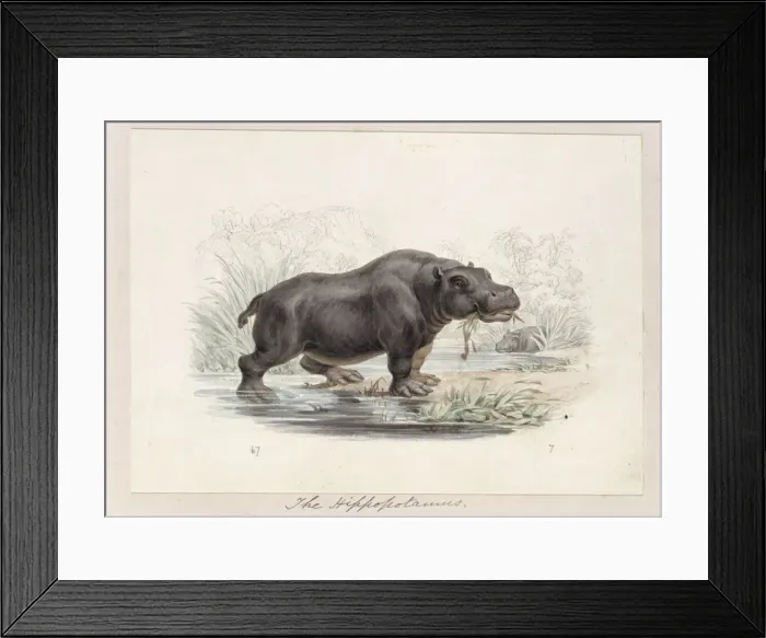 Framed Print : Hippopotamus amphibius, hippopotamus Framed Print : Hippopotamus amphibius, hippopotamus