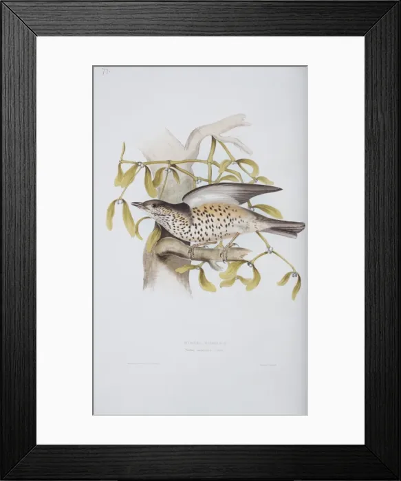 Framed Print : Turdus viscivorus, mistle thrush Framed Print : Turdus viscivorus, mistle thrush