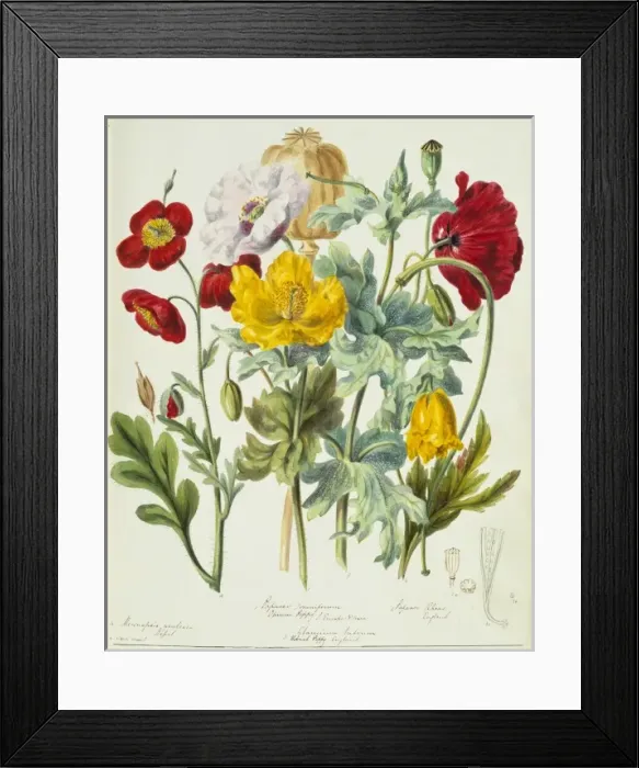 Framed Print : Papaveraceae: poppies Framed Print : Papaveraceae: poppies