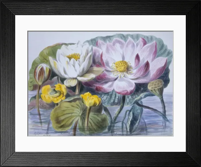 Framed Print : Nymphaea sp. water lilies Framed Print : Nymphaea sp. water lilies