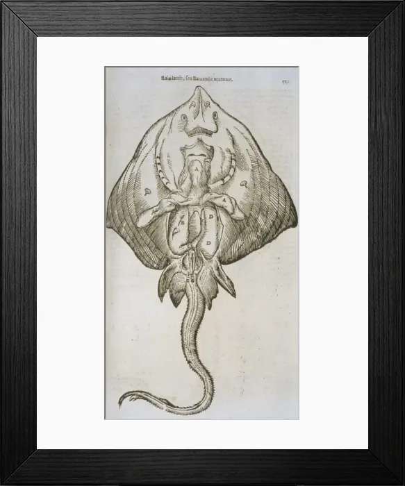 Framed Print : Anatomical study of a ray Framed Print : Anatomical study of a ray