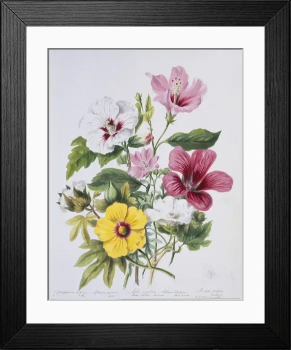 Framed Print : Malva sp. mallow plants Framed Print : Malva sp. mallow plants
