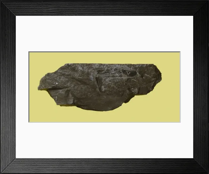 Framed Print : Erasipteron bolsoveri, dragonfly Framed Print : Erasipteron bolsoveri, dragonfly