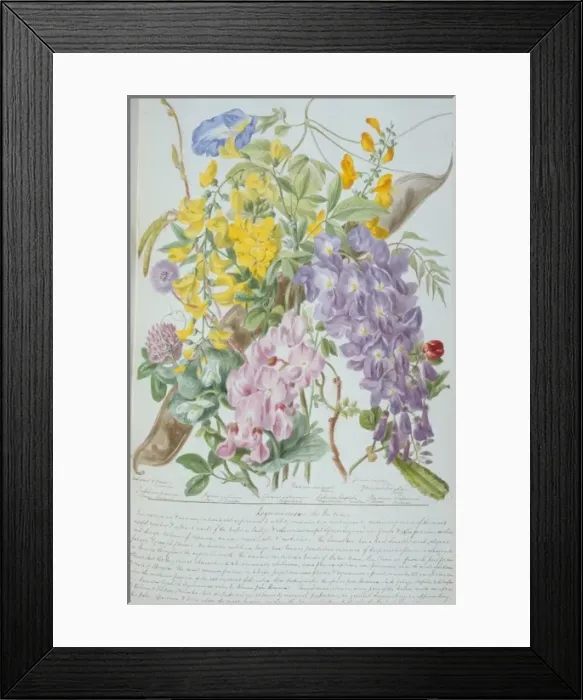 Framed Print : Leguminosae: Pea Tribe Framed Print : Leguminosae: Pea Tribe