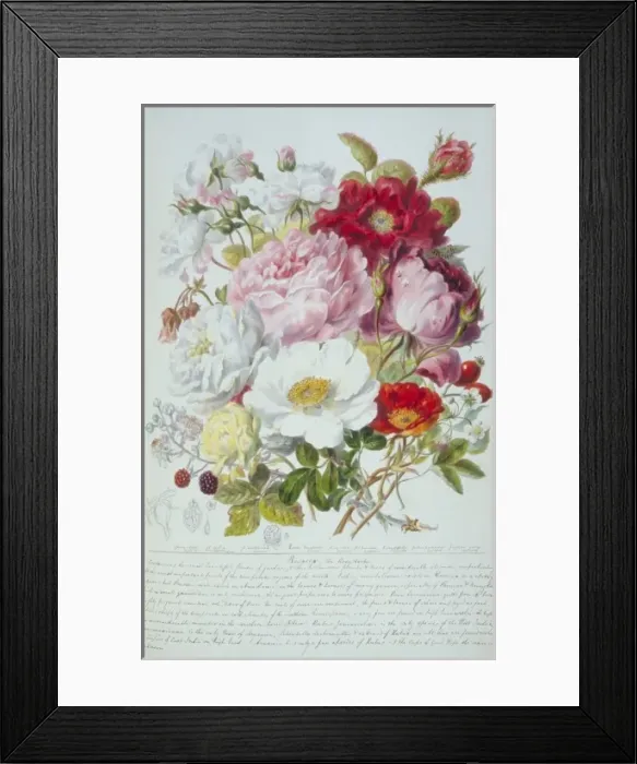 Framed Print : Rosa sp. rose Framed Print : Rosa sp. rose
