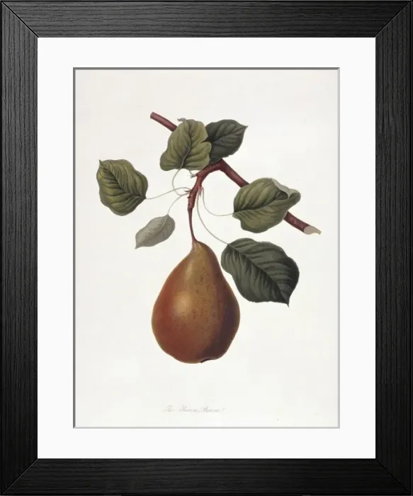 Framed Print : Pyrus sp. pear (The Brown Beurre Pear) Framed Print : Pyrus sp. pear (The Brown Beurre Pear)