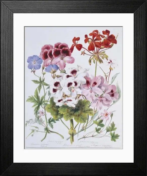 Framed Print : Geranium sp. geranium Framed Print : Geranium sp. geranium