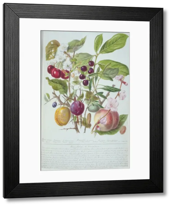 Framed Print : Amygdalus sp. almond Framed Print : Amygdalus sp. almond