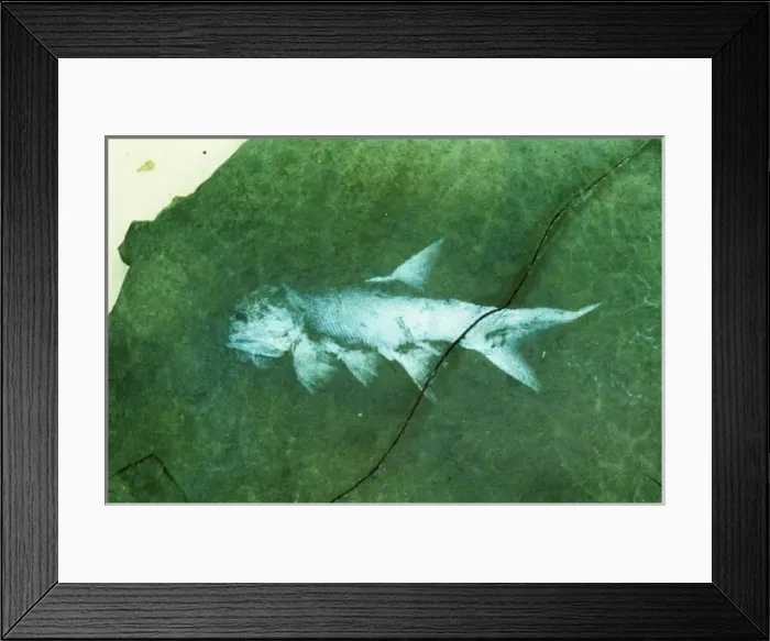 Framed Print : Amblypterus, palaeoniscid fish Framed Print : Amblypterus, palaeoniscid fish