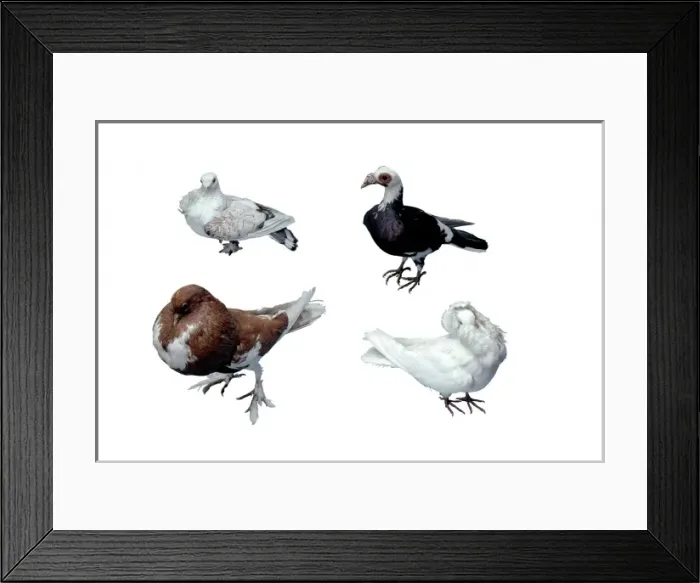 Framed Print : Fancy domestic pigeons Framed Print : Fancy domestic pigeons